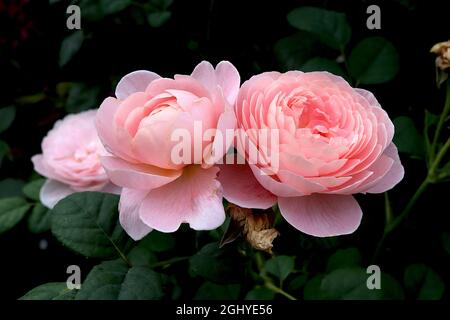 Rosa «Reine de Suède» (Rose anglaise) rose Reine de Suède – orientée vers le haut double blanc et rose clair fleurs, août, Angleterre, Royaume-Uni Banque D'Images