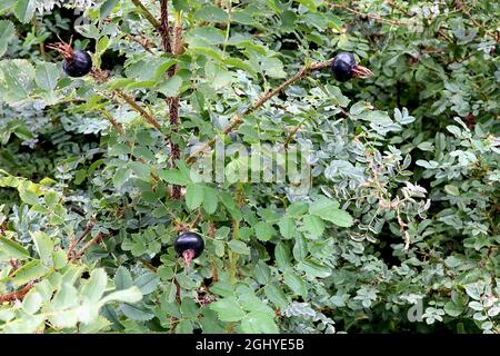 Rosa spinosissima burnett rose – brillant sphérique Black rosier hanches, feuilles fortement dentelées et tiges très épineuses, août, Angleterre, Royaume-Uni Banque D'Images