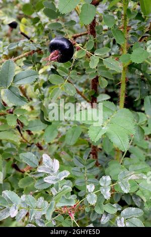 Rosa spinosissima burnett rose – brillant sphérique Black rosier hanches, feuilles fortement dentelées et tiges très épineuses, août, Angleterre, Royaume-Uni Banque D'Images