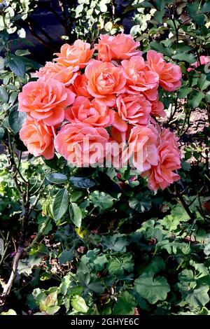 Rosa “Westerland” (rose arbuste) Rose Westerland - grandes grappes de fleurs roses semi-doubles abricot, août, Angleterre, Royaume-Uni Banque D'Images