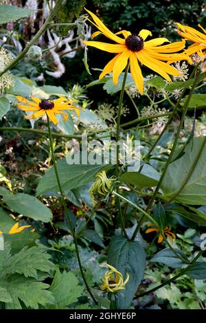 Rudbeckia fulgida var deamii DEAMs coneflower - fleurs jaunes de type Marguerite avec de longs pétales minces et dôme brun foncé centre, août, Angleterre, Royaume-Uni Banque D'Images