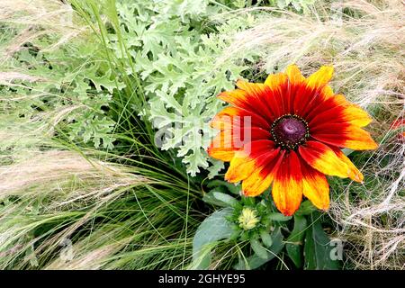 Rudbeckia hirta ‘Cappuccino’ Susan Cappuccino – fleurs brun rouge de type pâquerette avec des bouts de bronze à jaune, août, Angleterre, Royaume-Uni Banque D'Images