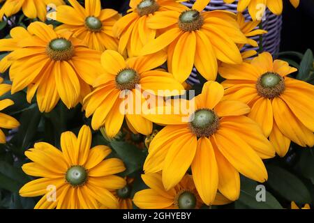 Rudbeckia hirta ‘Prairie Sun’ à yeux noirs Susan Prairie Sun - fleurs jaunes aux pointes crème et centre en forme de cône vert, août, Angleterre, Royaume-Uni Banque D'Images