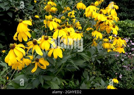 Rudbeckia laciniata «Herbstsonne» coneflow herbston - fleurs jaunes pétales courbés, centre du cône vert, feuilles incisées, tiges très hautes Banque D'Images