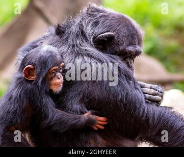 Un joli petit chimpanzé se déchègue contre le dos de sa mère Banque D'Images