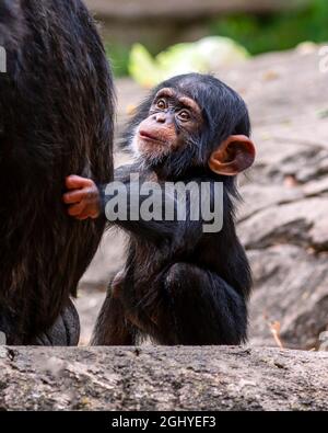 Gros plan d'un mignon petit chimpanzé regardant sa mère Banque D'Images