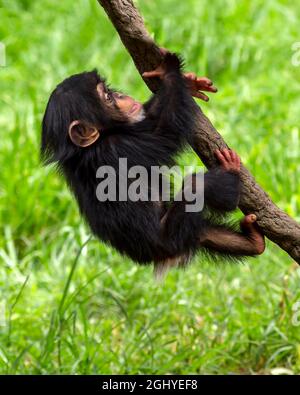 Mignon petit chimpanzé grimpant une vigne Banque D'Images