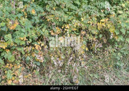 Patch de feuilles mortes de Meadowsweet / Filipendula ulmaria dans un hedgerow. Avait déjà été couvert dans un blanc pur. Pour la mort de plantes. Banque D'Images