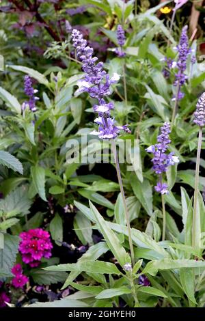 Salvia farinacea ‘Fairy Queen’ mealycup sauge Fairy Queen – fleurs bleu violet à deux lèvres à gorge blanche, août, Angleterre, Royaume-Uni Banque D'Images