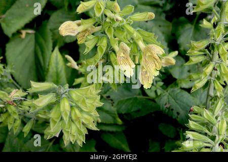 Sauge glutinosa de Salvia – fleurs jaunes pâles à deux lèvres velues et collantes avec inscriptions brunes, août, Angleterre, Royaume-Uni Banque D'Images