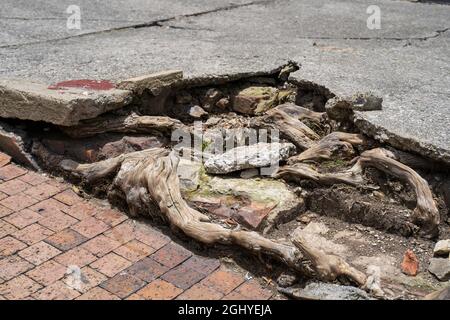 Destruction du trottoir à cause des racines d'un arbre à Bogota, Colombie. Banque D'Images