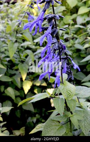 Sauge parfumée à l'anis Salvia guaranitica « Noir et bleu » - fleurs tubulaires bleu violet à deux lèvres avec des calyces noires sur de grandes tiges, août, Angleterre, Royaume-Uni Banque D'Images