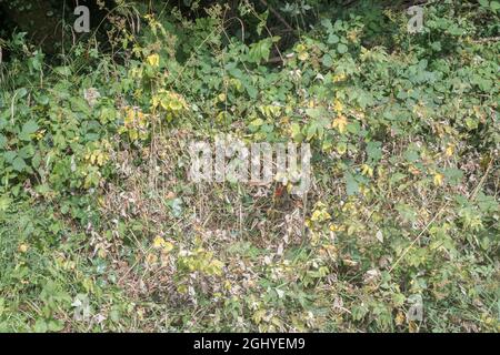 Patch de feuilles mortes de Meadowsweet / Filipendula ulmaria dans un hedgerow. Avait déjà été couvert dans un blanc pur. Pour la mort de plantes. Banque D'Images