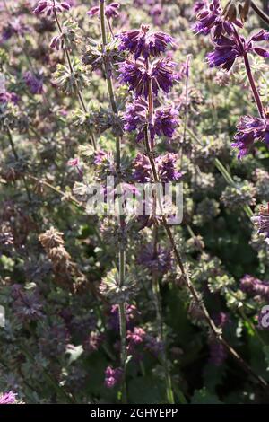 Salvia verticillata sauge « Purple Rain » Purple Rain – tourbillons de pointes interrompues avec de petites fleurs violettes à deux lèvres, août, Angleterre, Royaume-Uni Banque D'Images