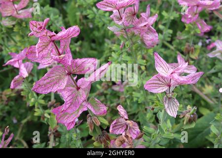 Salvia viridis ‘Claryssa Mixed’ (sauge peinte) Claryssa Mixed – bractées roses moyennes avec nervures vertes et petites fleurs, août, Angleterre, Royaume-Uni Banque D'Images