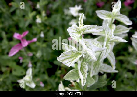 Salvia viridis ‘Claryssa Mixed’ sauge peinte Claryssa Mixed – bractées blanches aux nervures vertes et petites fleurs, août, Angleterre, Royaume-Uni Banque D'Images