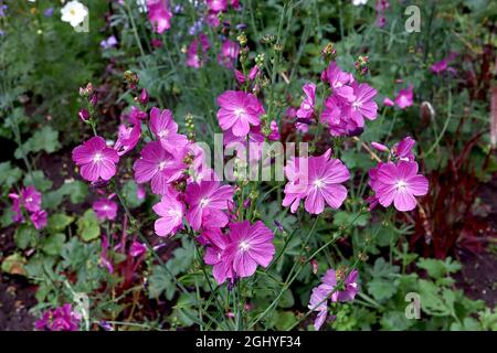 Sidalcea hybrida “Party Girl” Prairie MALK Party Girl – racaces verticales de fleurs roses profondes ressemblant à des miettes, août, Angleterre, Royaume-Uni Banque D'Images