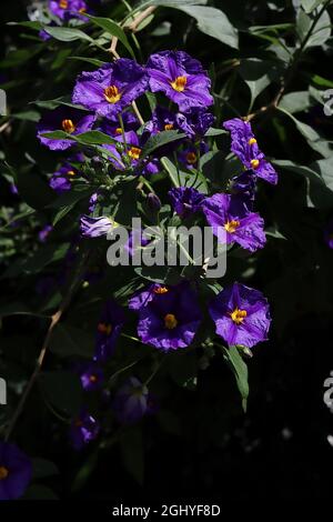 Solanum rantonnetii bleu pomme de terre buisson - violet bleu fleurs avec violet midbar, août, Angleterre, Royaume-Uni Banque D'Images