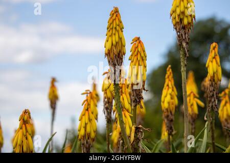 Gros plan des fleurs de striatula d'aloès jaune endurci en été Banque D'Images