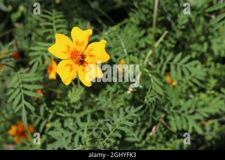 Tagetes tenuifolia "Lemon Gem" signet marigold Lemon Gem - fleurs jaunes avec des marques basales orange pointues, août, Angleterre, Royaume-Uni Banque D'Images