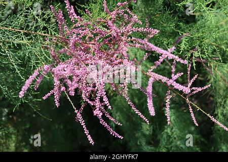 Tamarix ramosissima le tamarisque rouge de Rubra – racamètes longues de minuscules fleurs roses moyennes et de minuscules feuilles vertes grises semblables à des écaies, août, Angleterre, Royaume-Uni Banque D'Images