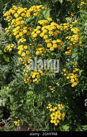 Tanaceum boreale / vulgare commune tansy – grappes bombées de fleurs jaunes bouton-comme sur les tiges hautes et les feuilles de fougères vert foncé, août, Angleterre, Royaume-Uni Banque D'Images