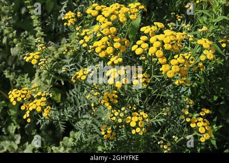 Tanaceum boreale / vulgare commune tansy – grappes bombées de fleurs jaunes bouton-comme sur les tiges hautes et les feuilles de fougères vert foncé, août, Angleterre, Royaume-Uni Banque D'Images