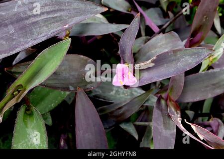 Tradescantia pallida «Purpurea» pourpre spiderwort – petites fleurs roses moyennes à trois pétales et feuilles courtes en forme d'épée vert violet, août, Royaume-Uni Banque D'Images