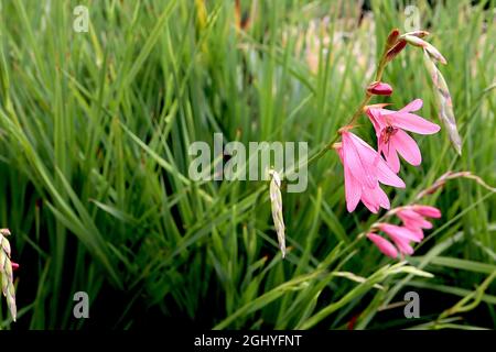 Tritonia disticha subsp rubrolucens rose montbetia – racames de fleurs roses de corail et feuilles étroites en forme d'épée, août, Angleterre, Royaume-Uni Banque D'Images