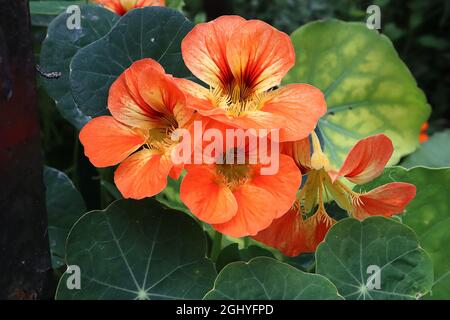 Tropaeolum majus 'Whirlybird Mix' nasturtium Whirlybird Mix - fleurs orange coralliennes en forme d'entonnoir avec nervures rouges et gorge jaune, août, Angleterre, Royaume-Uni Banque D'Images