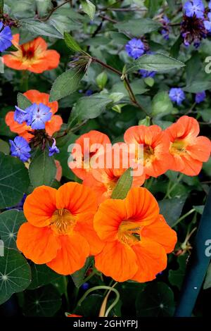 Tropaeolum majus 'Whirlybird Mix' nasturtium Whirlybird Mix - fleurs orange coralliennes en forme d'entonnoir avec nervures rouges et gorge jaune, août, Angleterre, Royaume-Uni Banque D'Images