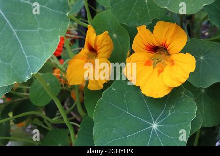 Tropaeolum majus 'Whirlybird Mix' nasturtium Whirlybird Mix - fleurs jaunes en forme d'entonnoir avec nervures rouges, gorge jaune et buvards basaux oranges, Banque D'Images