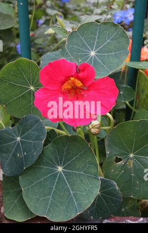 Tropaeolum majus ‘Whirlybird Mix’ nasturtium Whirlybird Mix - fleurs roses cerise en forme d'entonnoir avec nervures rouges et gorge jaune pâle, août, Anglais Banque D'Images