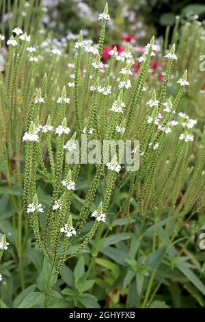 Verbena hastata 'White Spires' American Blue vervain White Spires - longs racaces de petites fleurs blanches, août, Angleterre, Royaume-Uni Banque D'Images