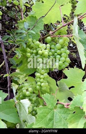 Vitis vinifera vigne de raisin « Superior Seedless » – panicules en vrac de raisins vert clair et de grandes feuilles de raisin lobé, août, Angleterre, Royaume-Uni Banque D'Images