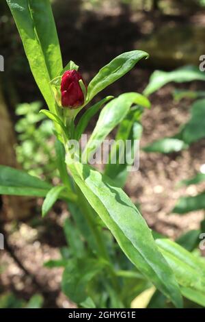 Xerochrysum / Helichrysum bracteatum Strawflower – bouton de fleur rouge rubis et feuilles vert clair, août, Angleterre, Royaume-Uni Banque D'Images