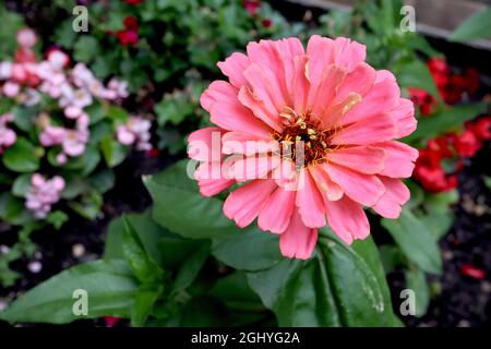 Zinnia elegans «Art Deco Mix» Rose semi-double corail fleurs roses, août, Angleterre, Royaume-Uni Banque D'Images