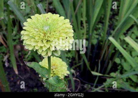 Zinnia elegans «Queen Lime», fleurs entièrement doubles vert lime, août, Angleterre, Royaume-Uni Banque D'Images