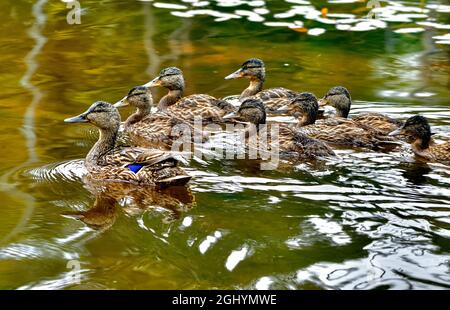 Une mère de canard colvert (Anas platyrhynchos); nage avec son troupeau de canetons cultivés dans une région marécageuse du Canada rural de l'Alberta. Banque D'Images