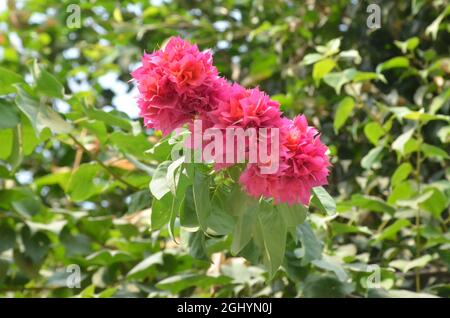 Accent sélectif sur LA PIVOINE ROSE PAEONIA SUFFEUTICOSA fleurs et feuilles vertes isolées avec fond vert flou dans la lumière naturelle du matin. Banque D'Images