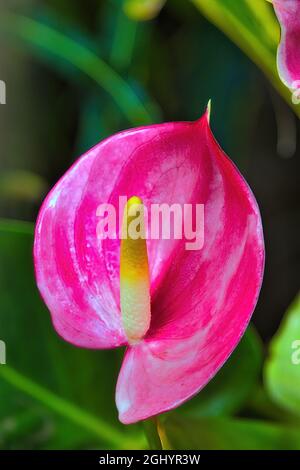 Anthurium rose très vif vu d'en haut. Banque D'Images