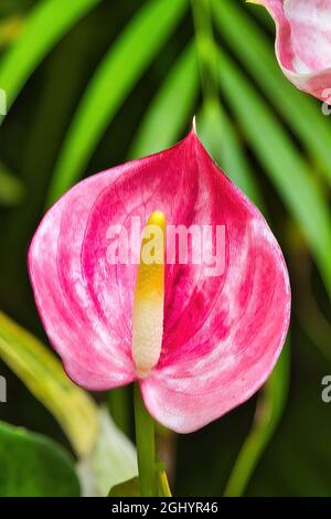 Fleur d'anthurium rose vif dans un jardin de maui. Banque D'Images
