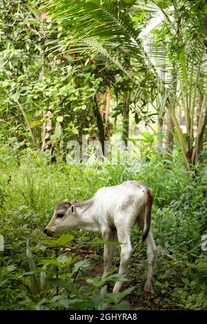 un curieux veau de vache blanche de nouveau-né debout et se renifler autour d'un pré vert Banque D'Images