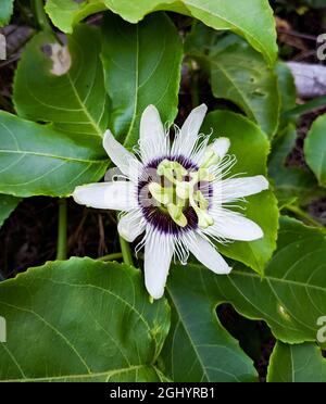 fleur blanche de la passion fleur qui a une forme unique avec des étamines dépassant de son centre vu pendant un matin d'été Banque D'Images