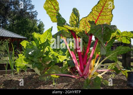 Verger suisse poussant dans un jardin de boîte au jardin communautaire de Snellville près d'Atlanta, Géorgie. (ÉTATS-UNIS) Banque D'Images