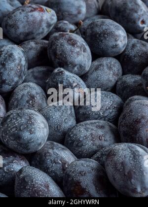 Fond de prunes fraîches et mûres bleues avec gouttes d'eau. Photo verticale. Banque D'Images