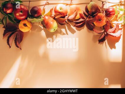 Automne fruits de saison pommes poires raisins feuilles pastel brun fond. Le concept de moisson de Thanksgiving Vintage d'automne Banque D'Images