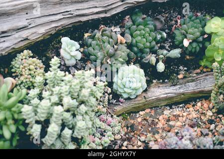 gros plan de plantes succulentes Banque D'Images