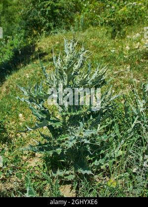 Argemone ochroleuca, espèce de coquelicot, plante à fleurs communément appelée coquelicot pâle mexicain ou coquelicot mexicain. Banque D'Images