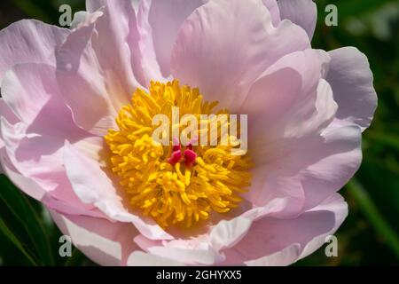 Fleur de pivoine rose 'Watteau' Paeonia lactiflora fleur unique Grande fleur rose rouge, étamines jaunes au centre Banque D'Images